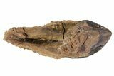 Rooted Triceratops Tooth - South Dakota #70134-1